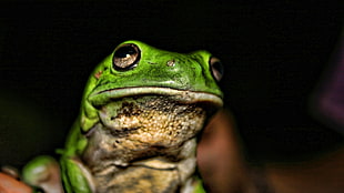 green and white frog in closeup photo
