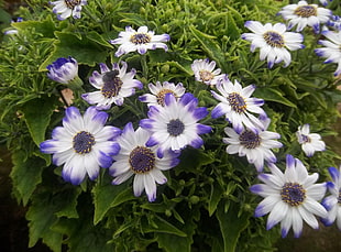 white and purple flowers during daytime HD wallpaper
