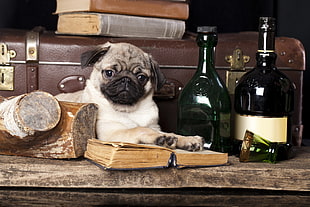 pug dog on top of book