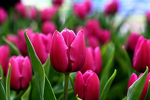 closeup photography of red flower at daytime, tulips