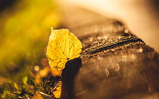 photography of leaf HD wallpaper