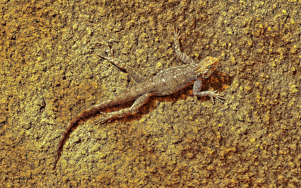 brown and gray bearded dragon on brown surface HD wallpaper