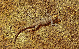 brown and gray bearded dragon on brown surface