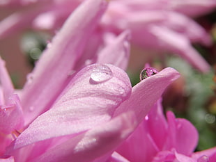 pink flower photography HD wallpaper