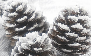 three pine cones covered with snow HD wallpaper