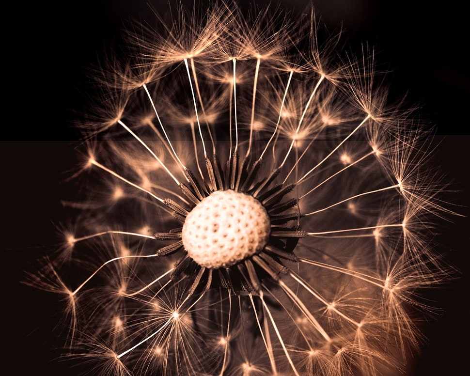 Dandelion flower HD wallpaper