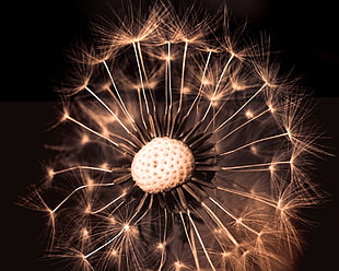 Dandelion flower HD wallpaper