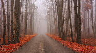 tree lined gray road, nature, trees, forest, road