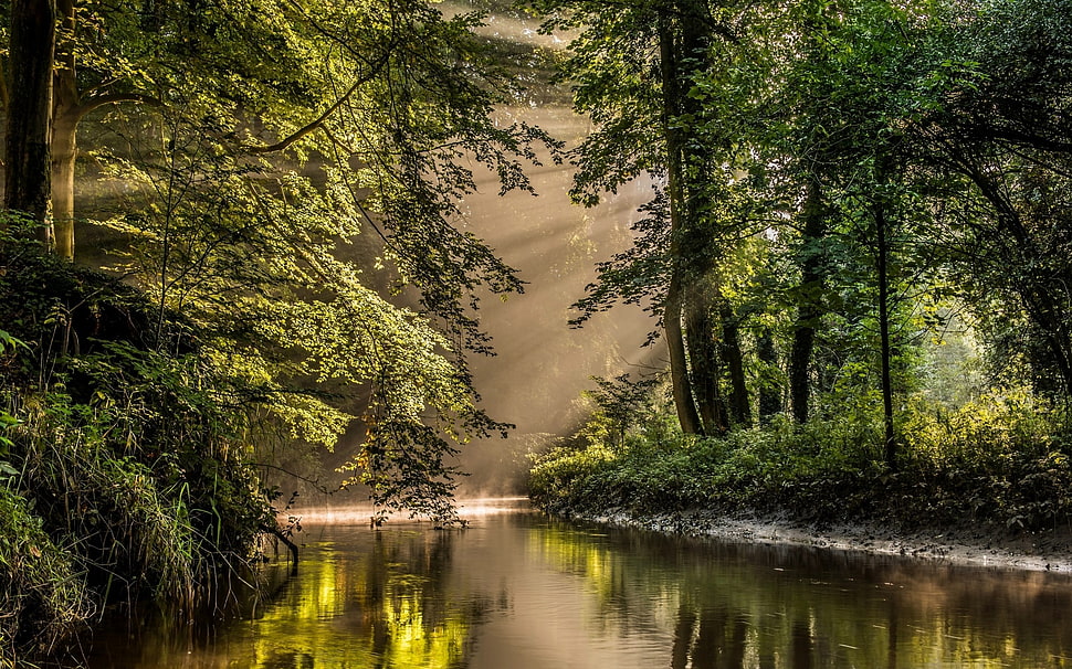 green trees, nature, landscape, sun rays, river HD wallpaper