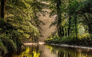 green trees, nature, landscape, sun rays, river