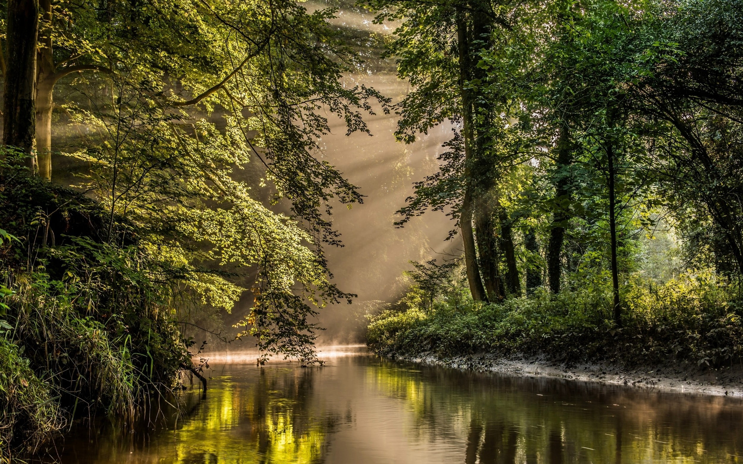 green trees, nature, landscape, sun rays, river