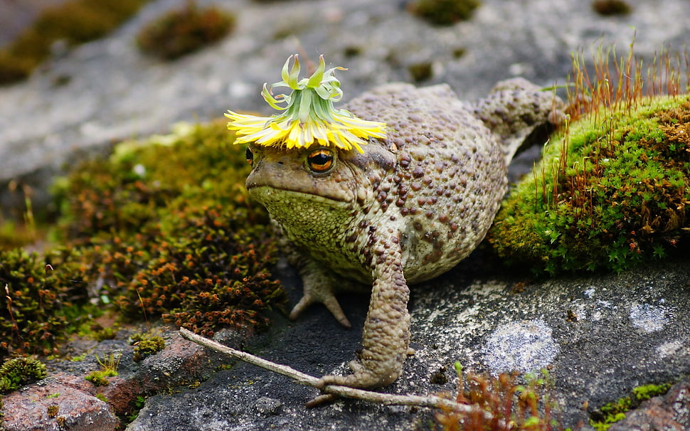 brown frog HD wallpaper