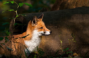 fox illustration HD wallpaper