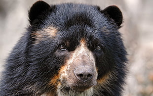 wildlife photography of black bear HD wallpaper
