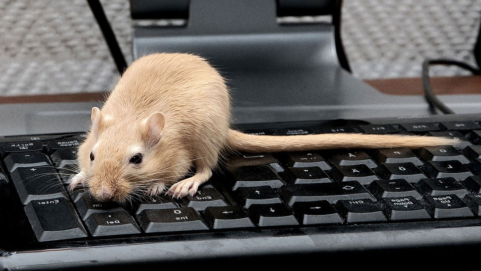 brown mouse HD wallpaper