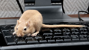 brown mouse