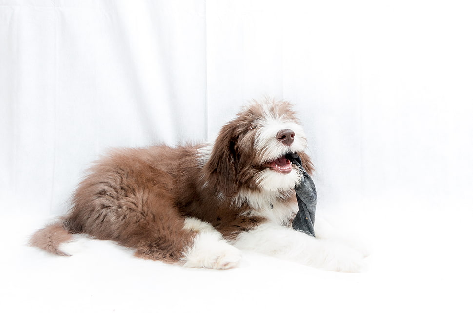 long-coated medium white and brown dog biting gray textile HD wallpaper