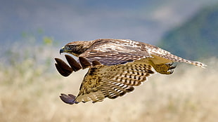falcon gliding over grass field