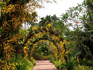 black and yellow garden arch, Singapore, botanic gardens HD wallpaper