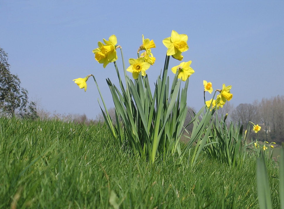 yellow petaled flowers on grassy field HD wallpaper