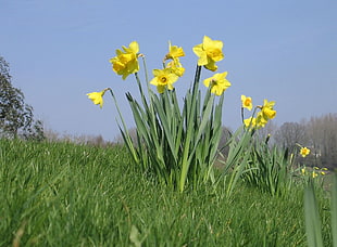 yellow petaled flowers on grassy field
