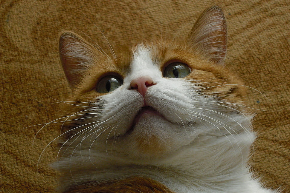 orange tabby cat HD wallpaper