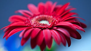 selective photography of red gerbera daisy flower