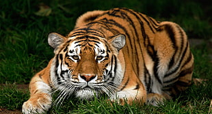 Tiger,  Face,  Big cat,  Carnivore HD wallpaper