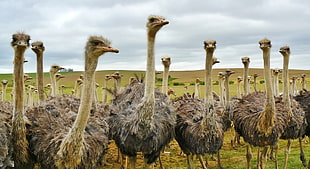 herd of ostrich on green grass HD wallpaper