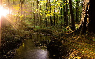 photo of lake near trees and sunlight