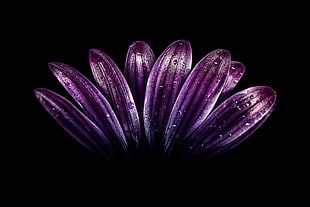 photo of purple petaled flower in dark room