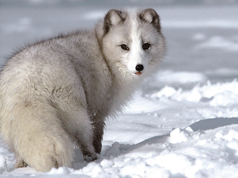 portrait photo of wolf HD wallpaper