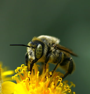 close up photo of bee on top of yellow flower HD wallpaper