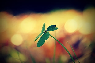 selective photography of green leaf plant HD wallpaper