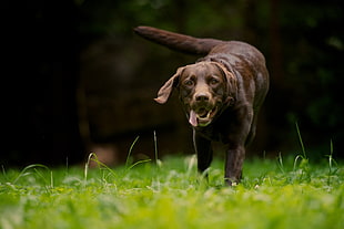 brown Labrador retriever HD wallpaper