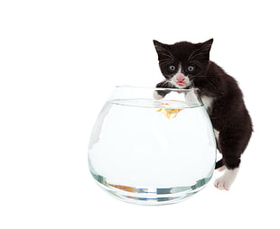 tuxedo cat beside fish bowl watching fish