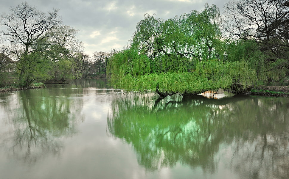 photo of trees in river during daytime HD wallpaper
