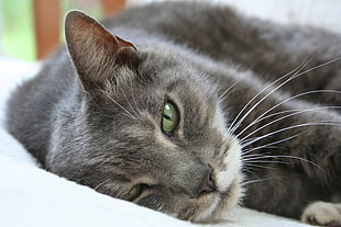 photography of short-coated black and gray cat