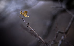 brown maple leaf, macro, leaves