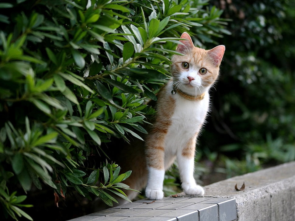 orange tabby cat hides near green plant HD wallpaper