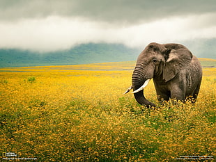 gray elephant, National Geographic, elephant, animals HD wallpaper