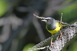 black and yellow short-beak bird perch on gray branch of tree on focus photography, warbler