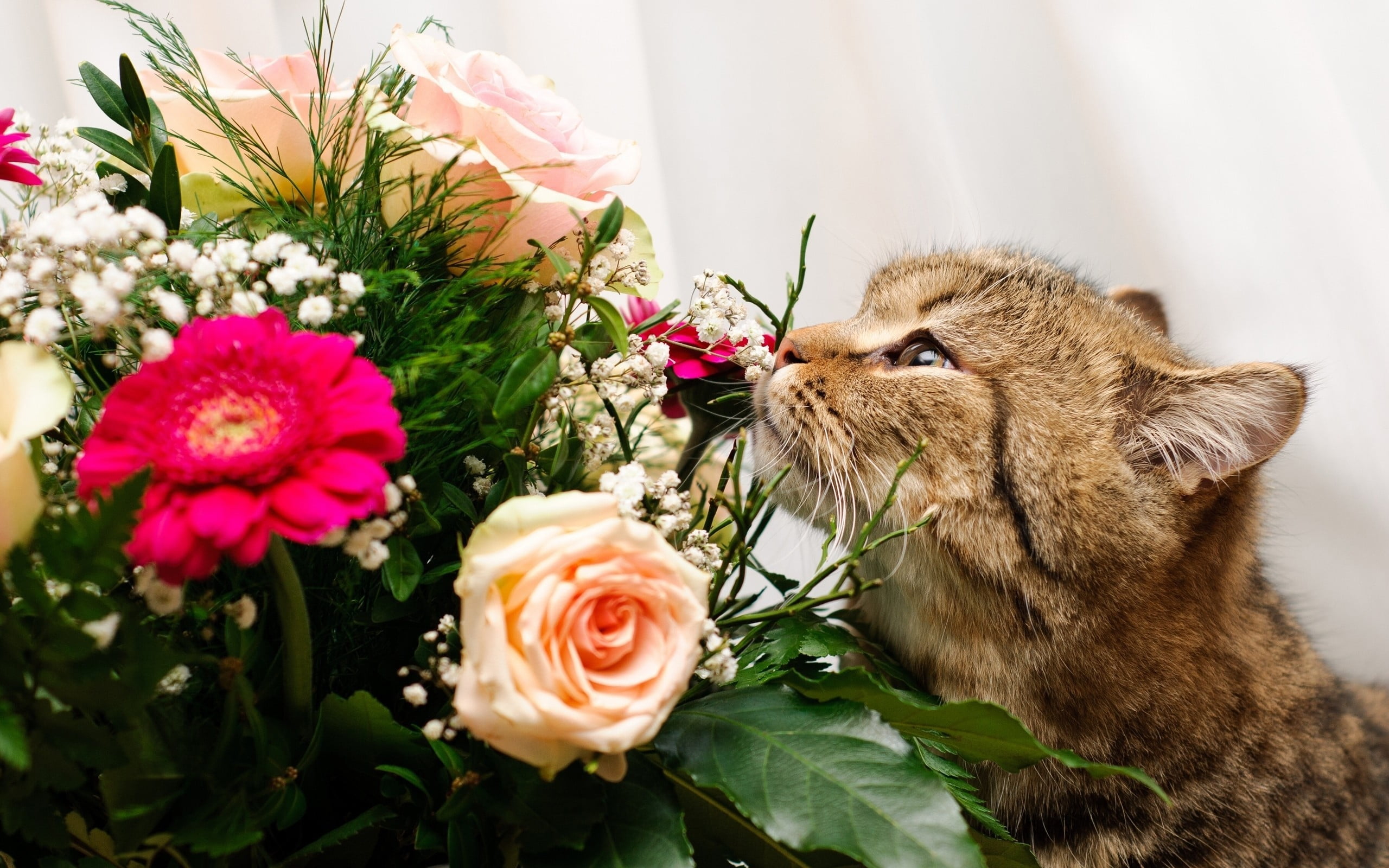 orange cat smelling white flowers