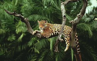 leopard on tree, nature, animals, jaguars, cat