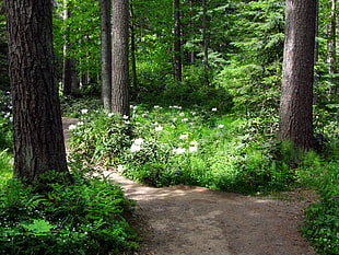 white flowers in the middle of forest HD wallpaper
