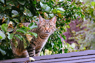 brown tabby cat, Cat, Striped, Foliage HD wallpaper