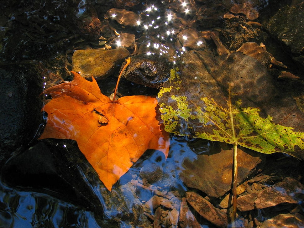 green and orange leaves HD wallpaper