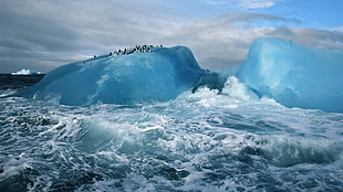 ice berg, iceberg, penguins, sea HD wallpaper
