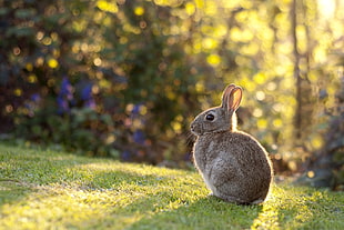 gray rabbit sitting on green lawn grass during daytime