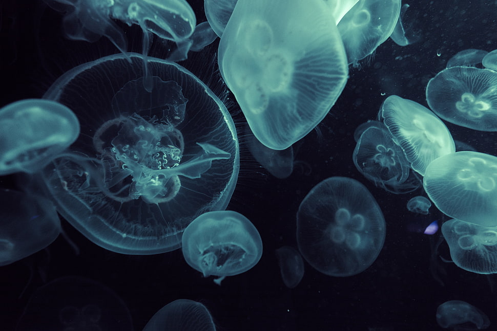 jellyfish, jellyfish HD wallpaper